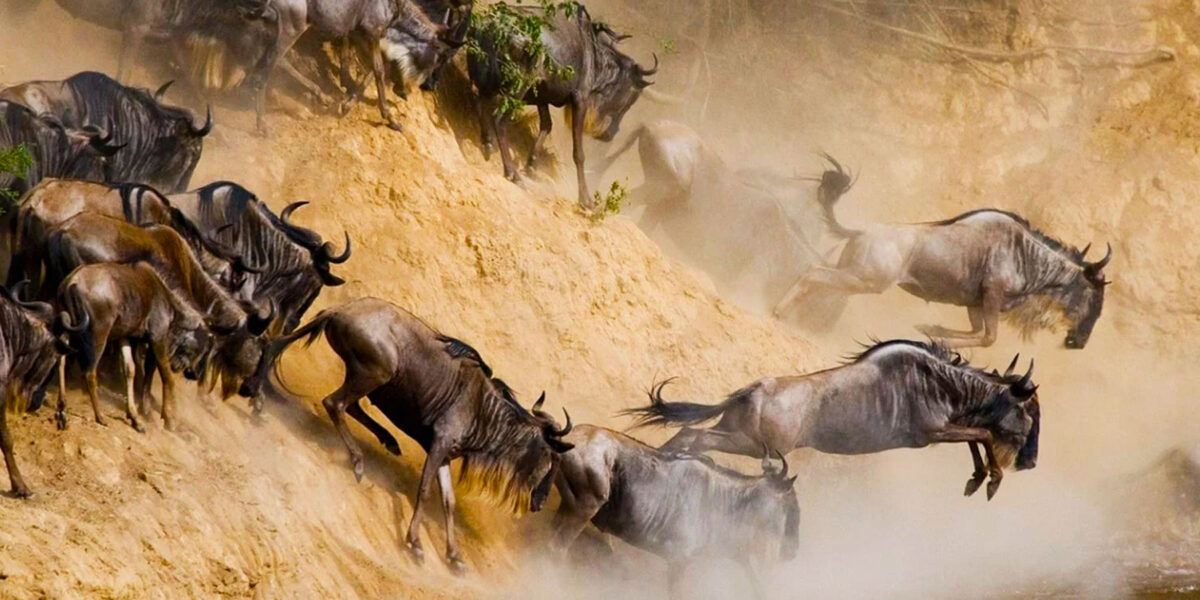 Can Migration Safaris Be Combined with Gorilla Trekking?