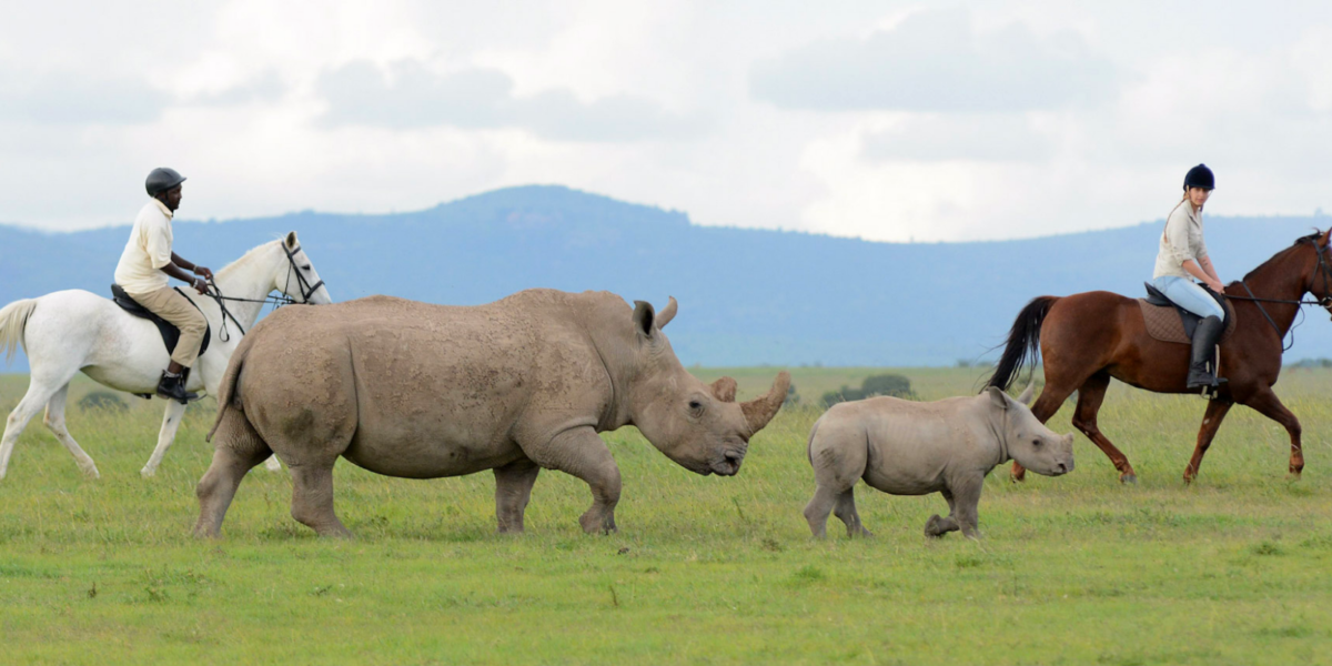 Can I See Rhinos in Kenya?