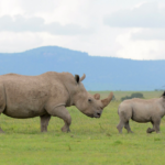 Can I See Rhinos in Kenya?
