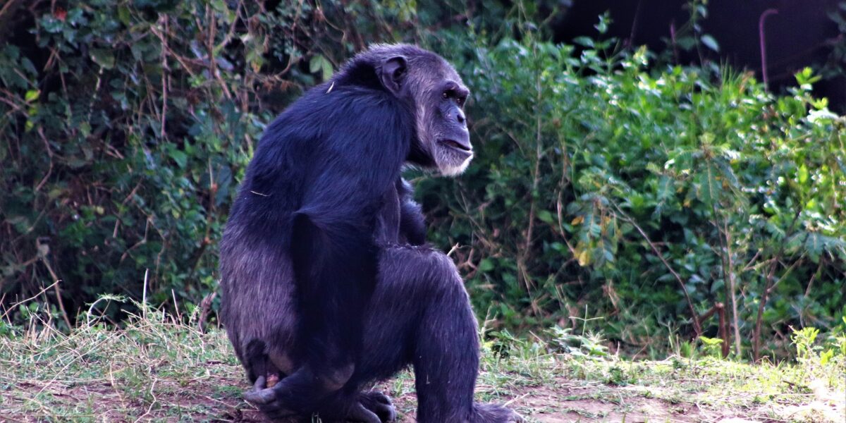 What is the best month overall for a safari in Uganda and Kenya?