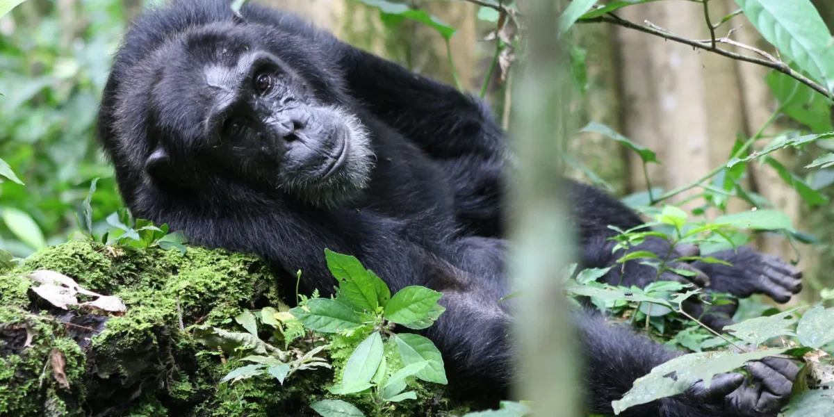 Are Armed Rangers Provided During Chimpanzee Tracking?