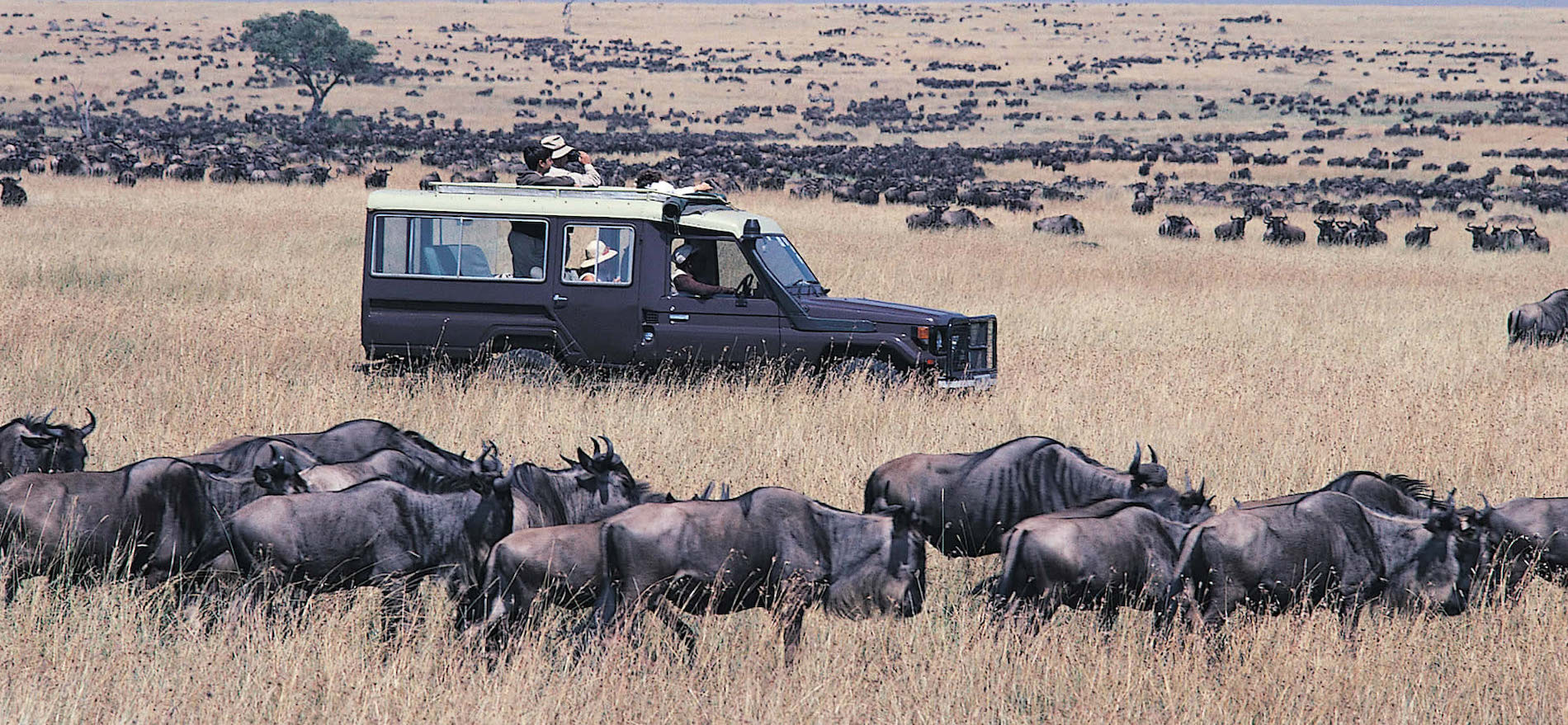Serengeti vs Queen Elizabeth: Which Safari Is Right for You?