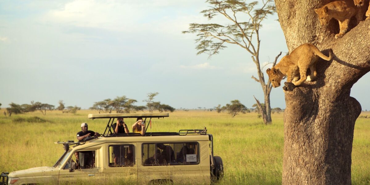 What Is the Best Time for Game Drives in Tanzania?