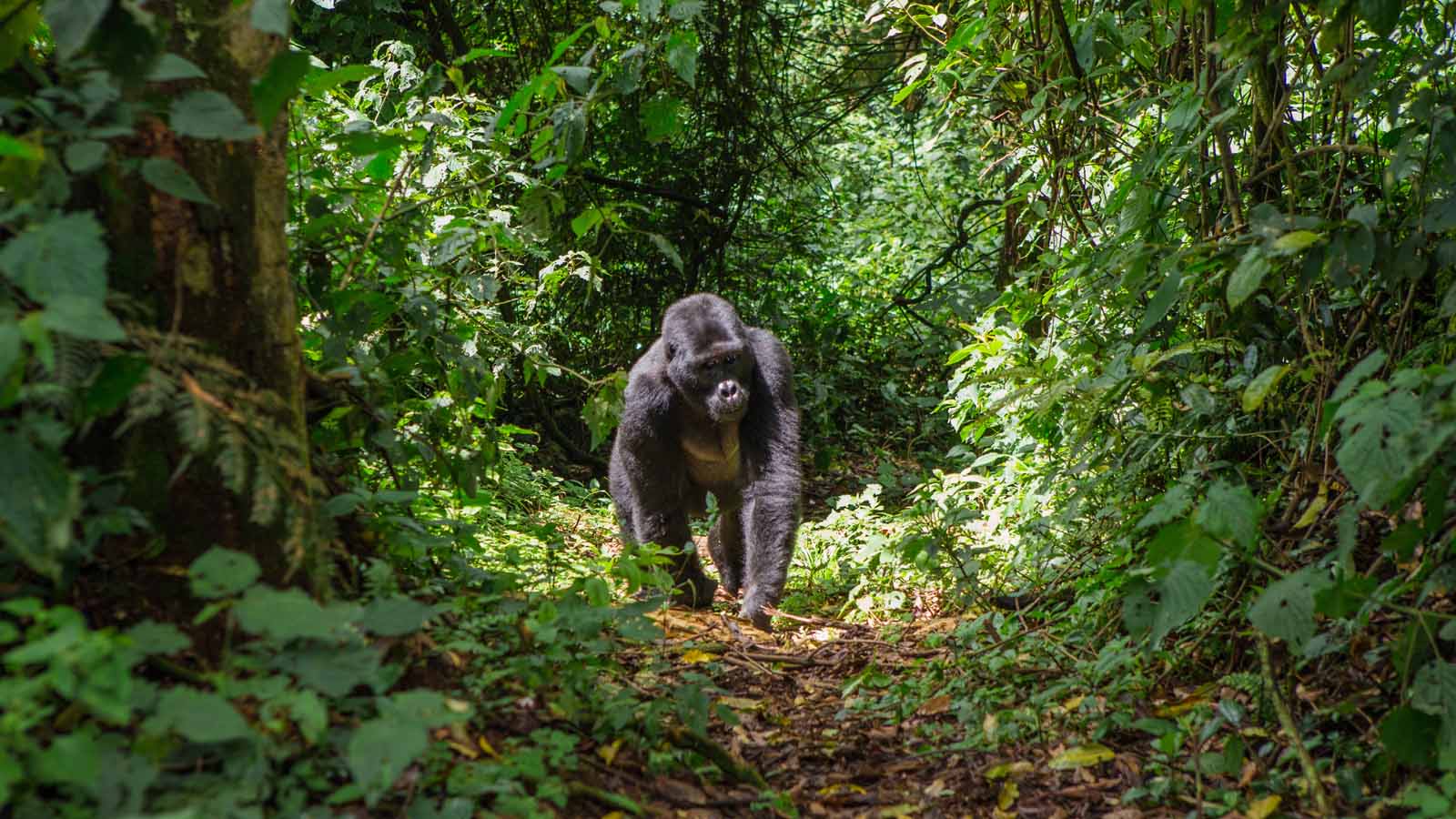 Canopy Walks and Forest Adventures in Uganda