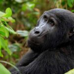 What Makes Gorilla Trekking in Uganda Unique Compared to Rwanda?