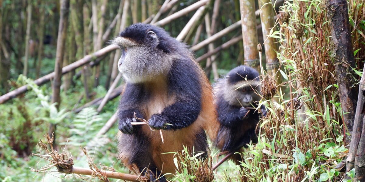 What Should I Bring for a Golden Monkey Tracking Safari?