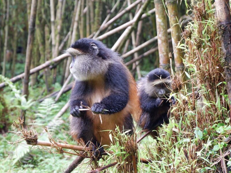 What Should I Bring for a Golden Monkey Tracking Safari?