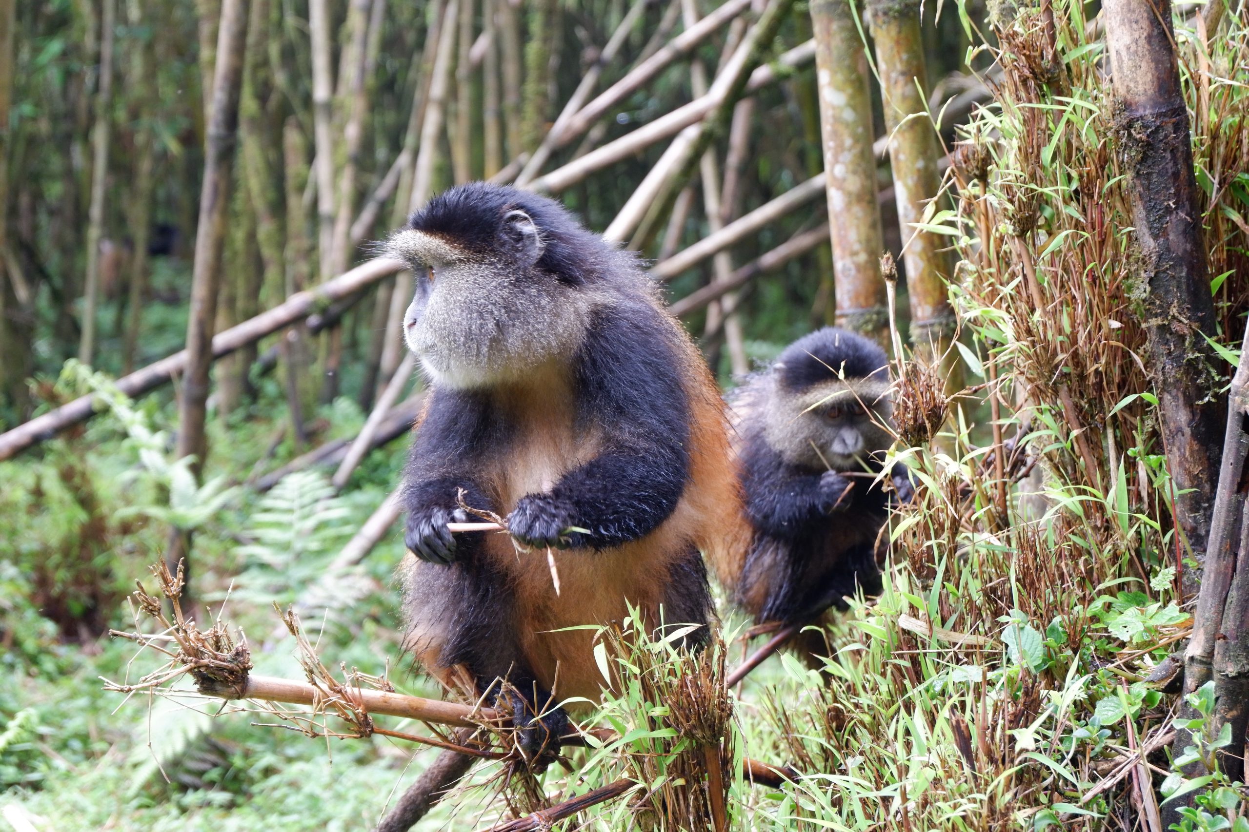 What Should I Bring for a Golden Monkey Tracking Safari?