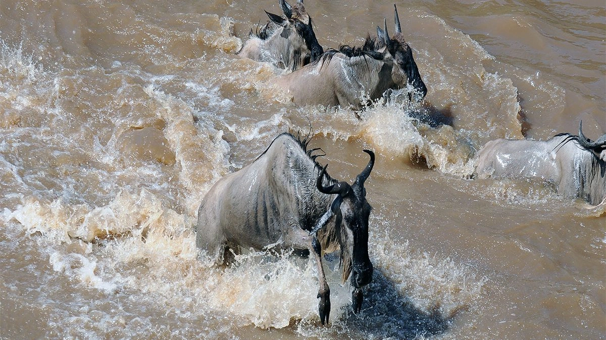 Serengeti Safari in January