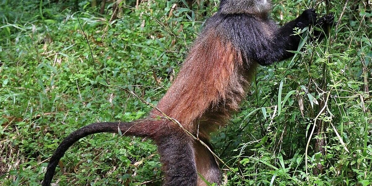 Where Can I See Golden Monkeys in Uganda and Rwanda?