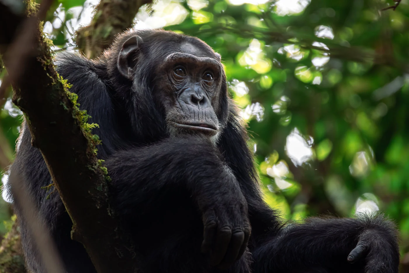 Where is the Best Place for Chimpanzee Tracking in Uganda?