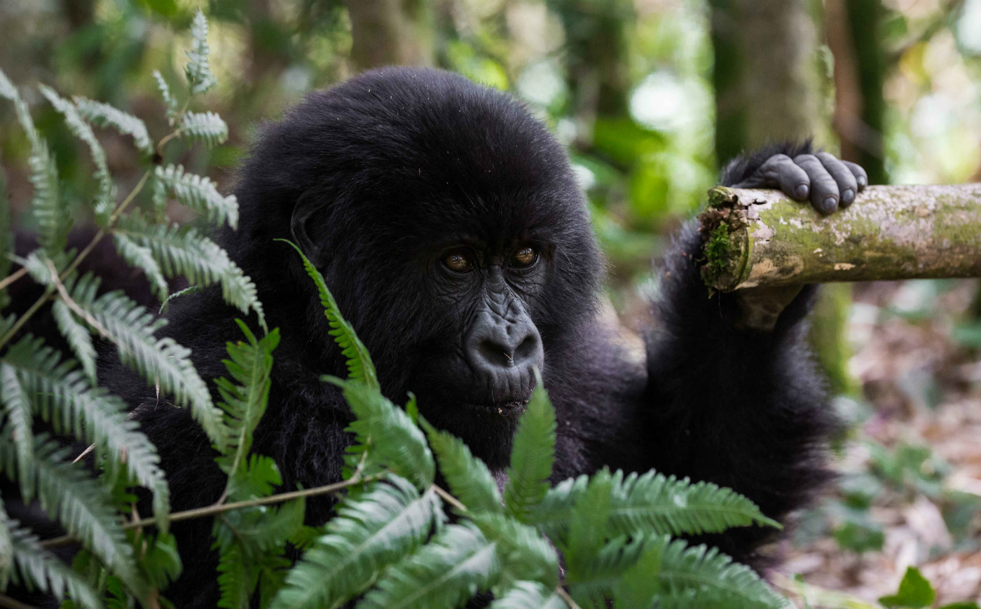 Gorilla Trekking Difficulty in Uganda: What to Expect Before You Book