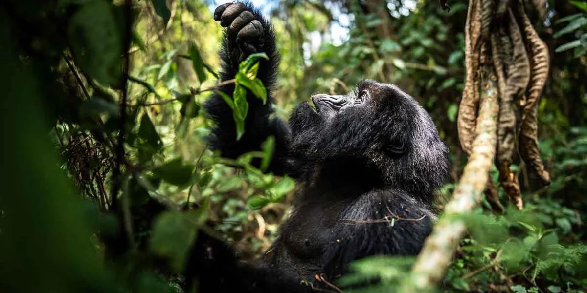 Can Gorilla Trekking Be Combined With a Game Drive