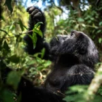 Can Gorilla Trekking Be Combined With a Game Drive
