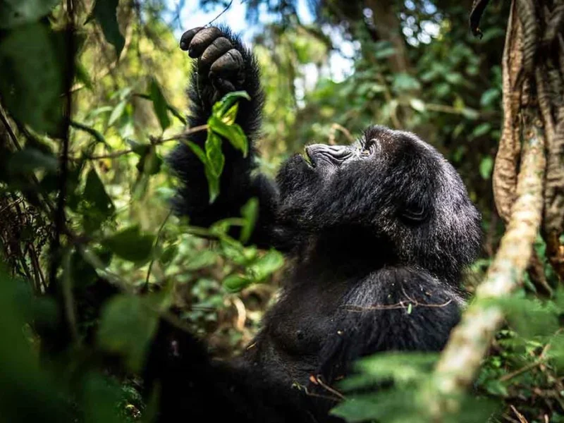 Can Gorilla Trekking Be Combined With a Game Drive