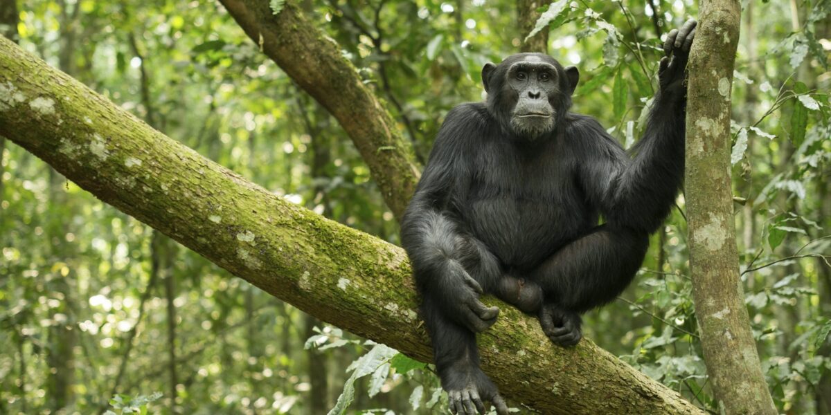 Can I Book Chimpanzee Tracking Permits Through a Tour Operator?