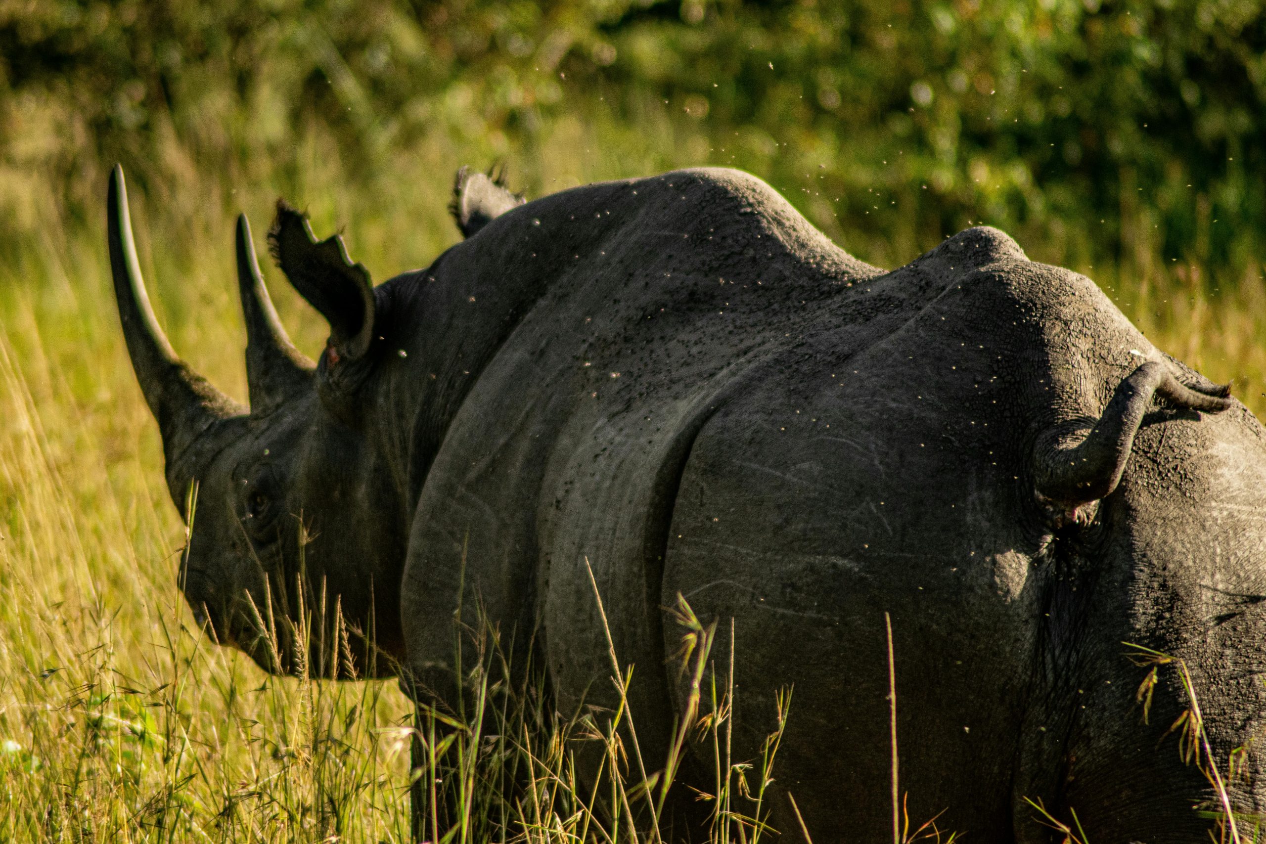 What Should I Bring for a Big Five Safari?