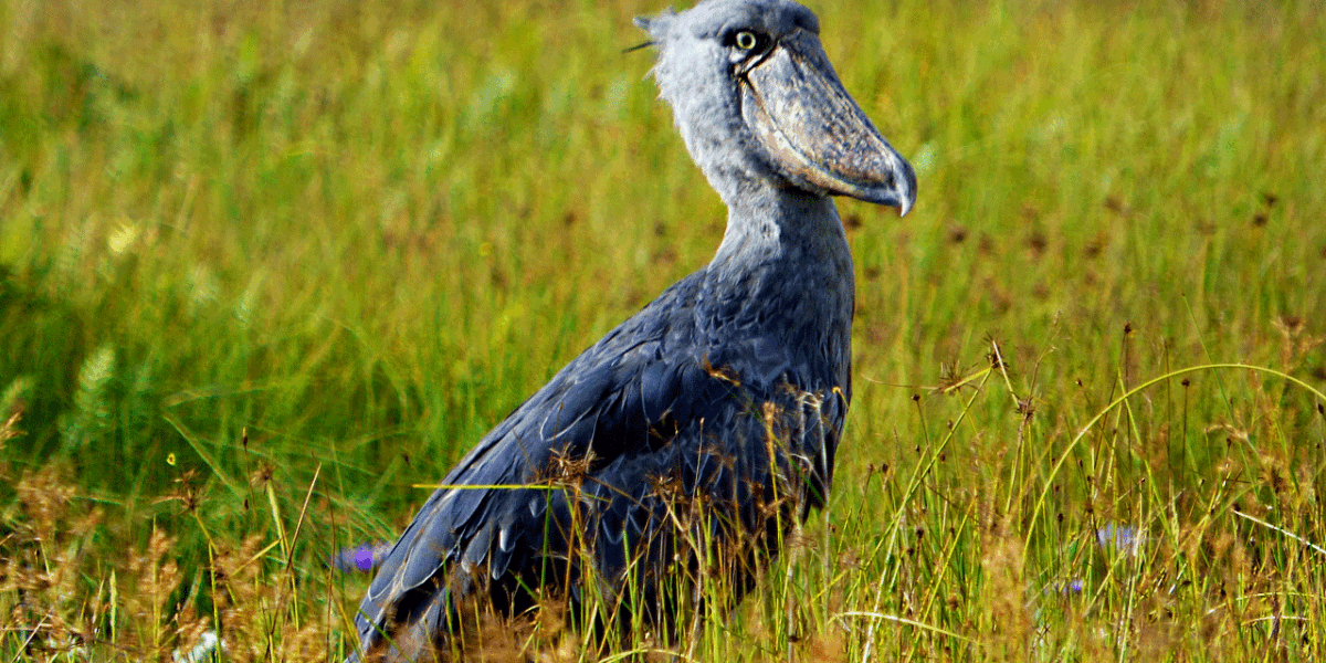 Best Time to Visit Mabamba Swamp