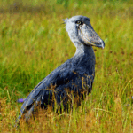 Best Time to Visit Mabamba Swamp