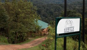 Best Luxury Safari Lodges in Bwindi for Gorilla Trekking