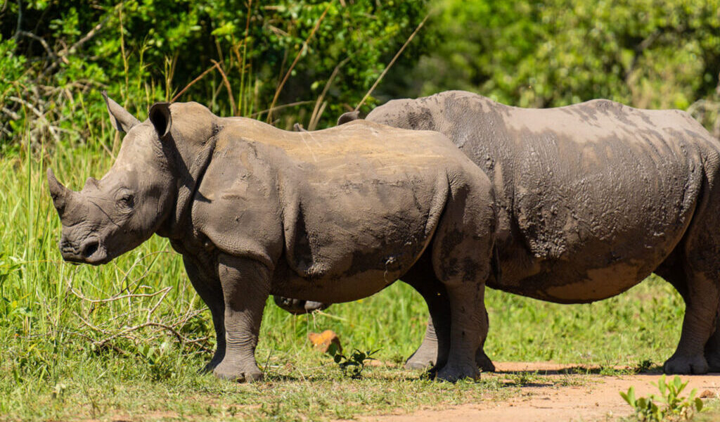 How Long Does Rhino Tracking Take
