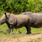 How Long Does Rhino Tracking Take