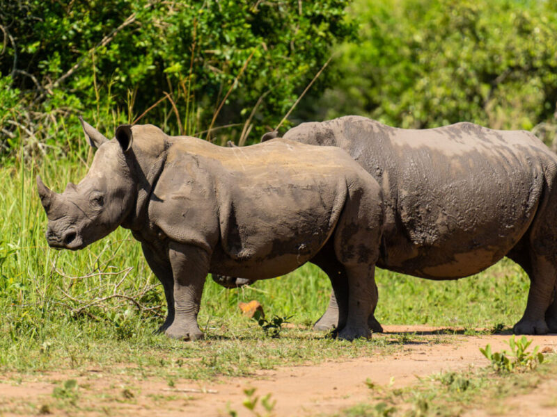 How Long Does Rhino Tracking Take