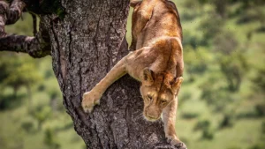 Where can I see tree climbing lions