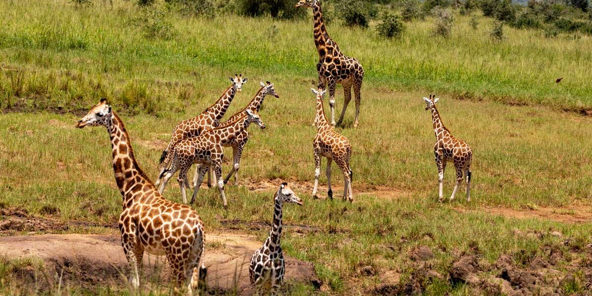 Best Time to Visit Kidepo