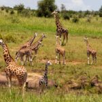 Best Time to Visit Kidepo