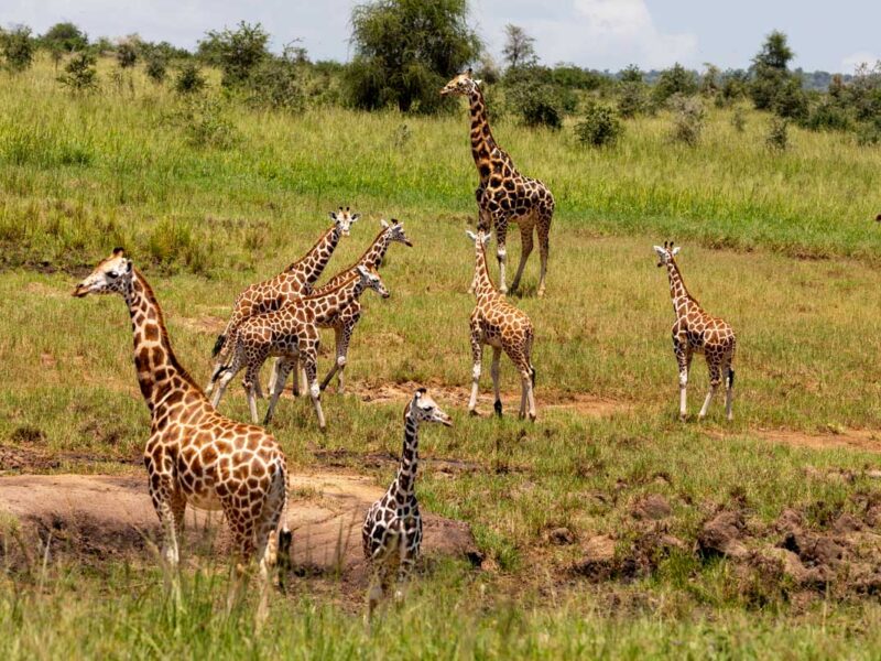 Best Time to Visit Kidepo