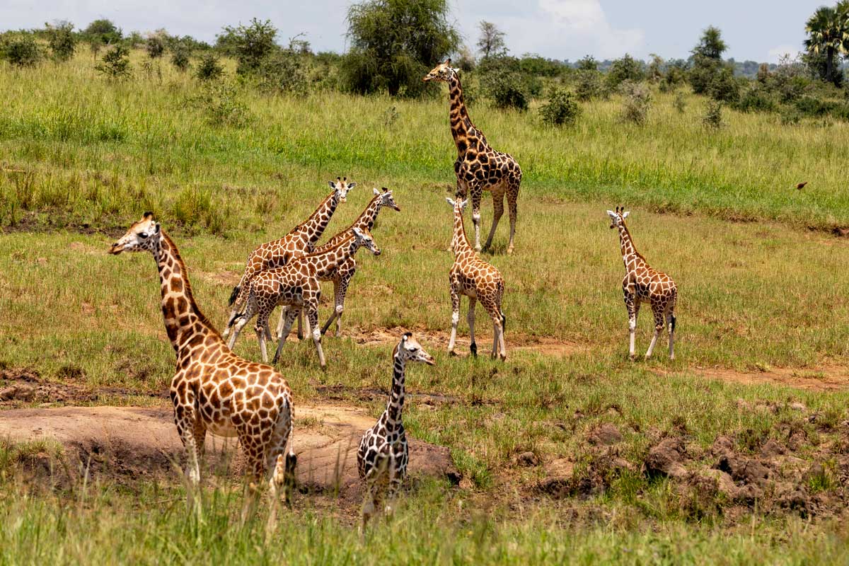 Best Time to Visit Kidepo