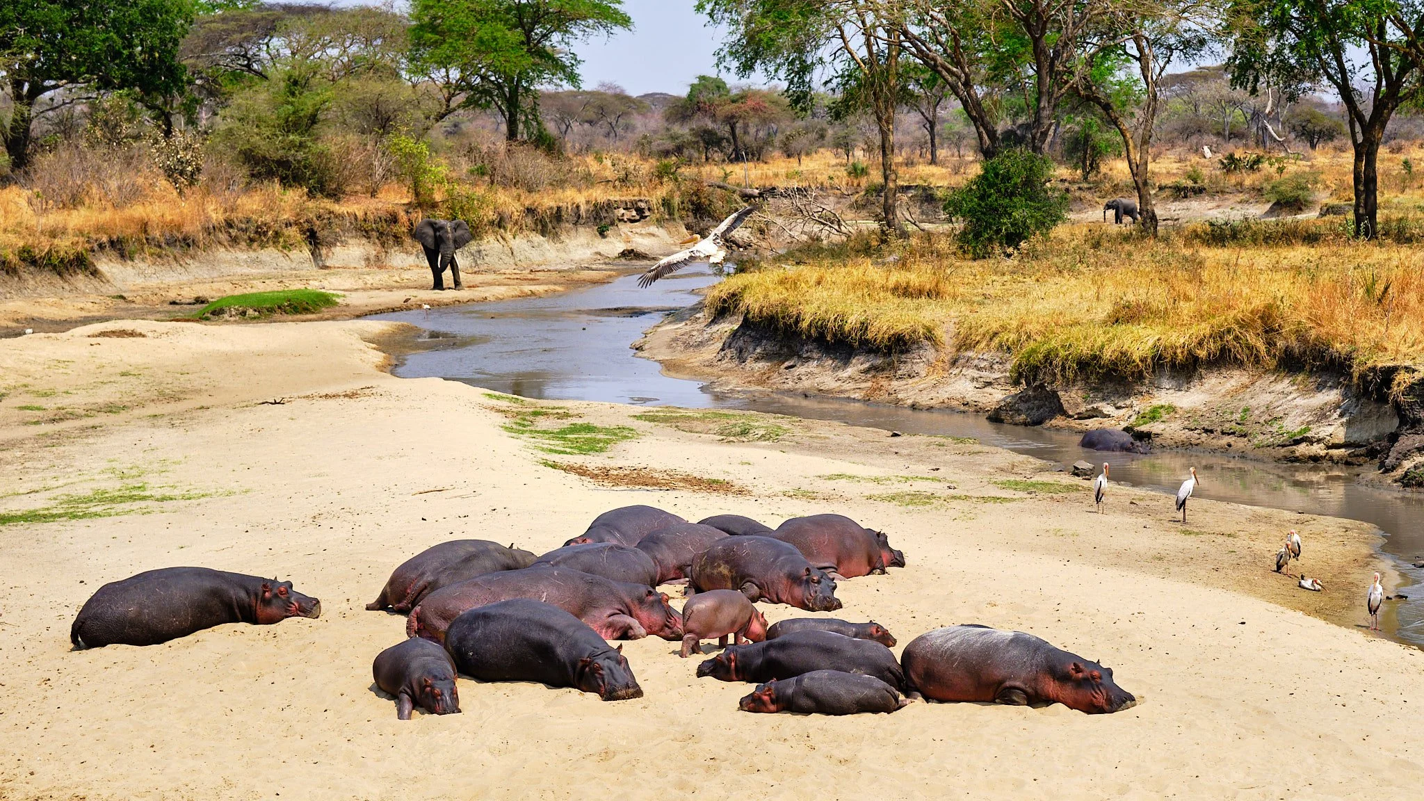 Value-for-Money Uganda Safari Itineraries: What Actually Delivers
