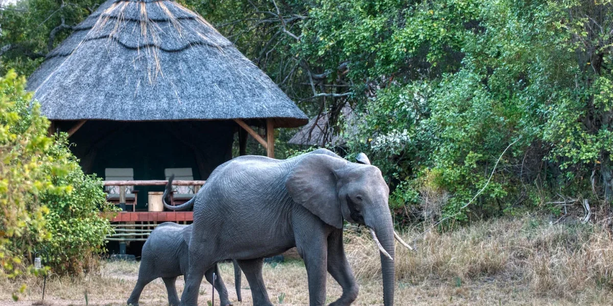 Why Is Katavi National Park Less Visited