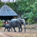 Why Is Katavi National Park Less Visited