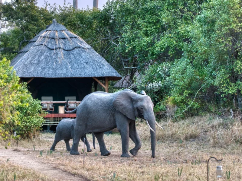 Why Is Katavi National Park Less Visited