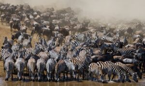 Masai Mara vs Serengeti – Which Park Should You Choose?