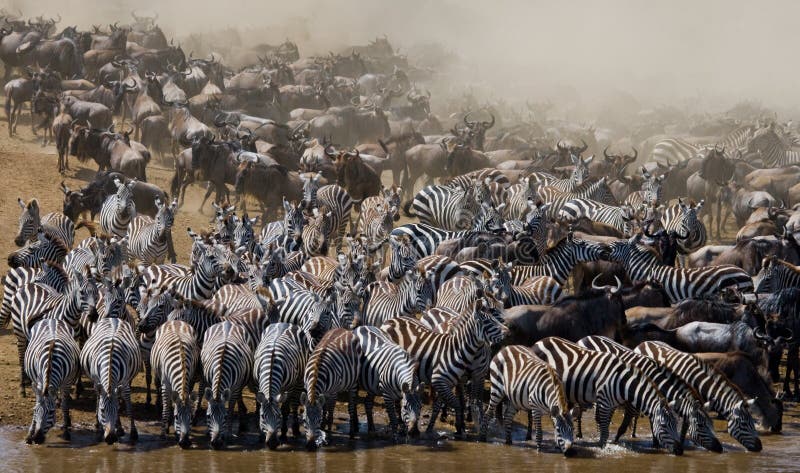 Masai Mara vs Serengeti – Which Park Should You Choose?