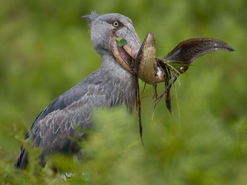 What birds can I see in East Africa?