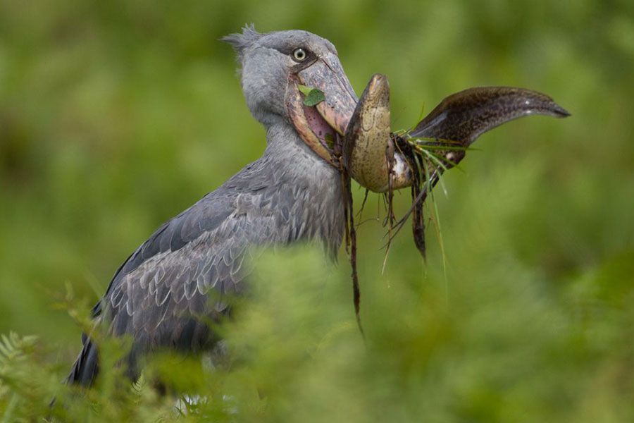 What birds can I see in East Africa?