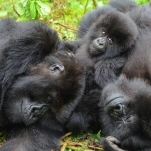 15 Facts About Uganda's Mountain Gorillas That Will Surprise You