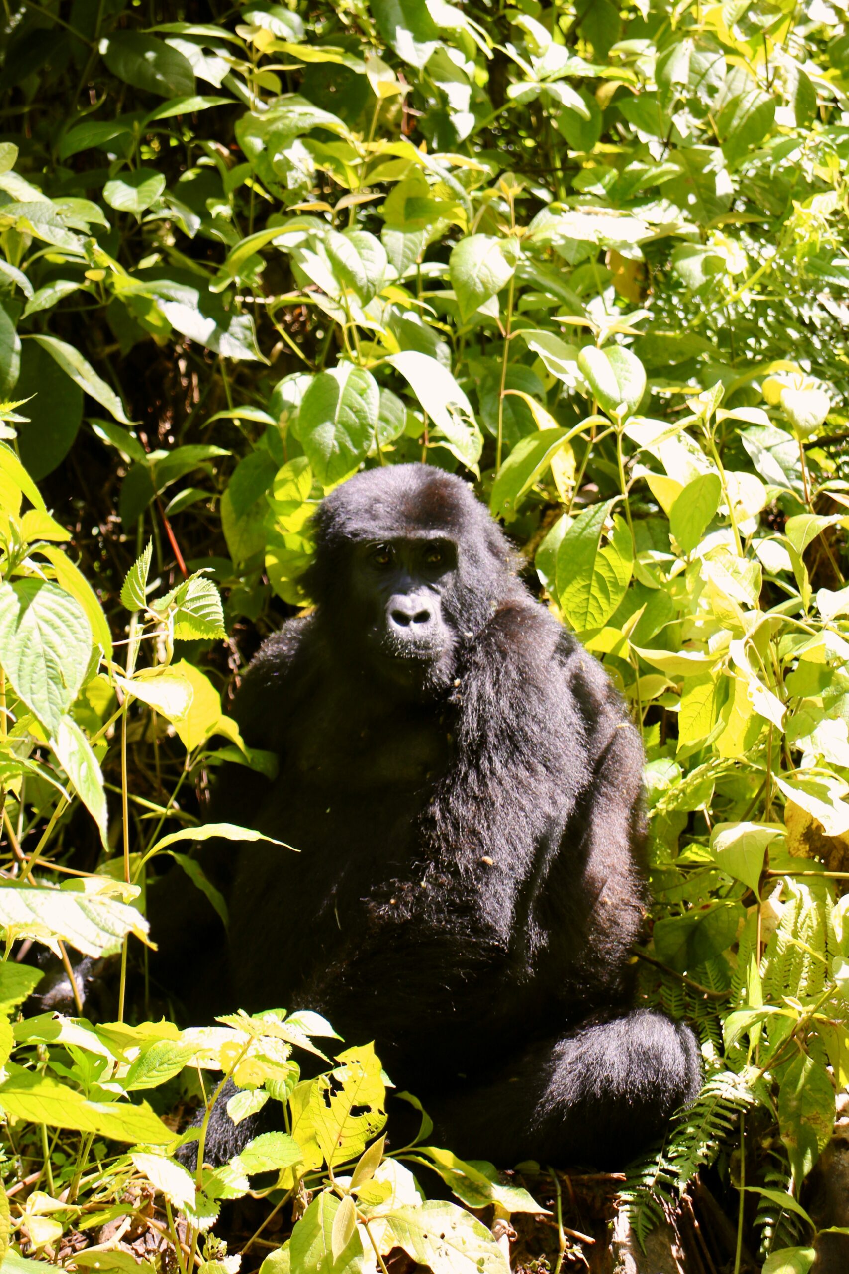 How difficult is gorilla trekking