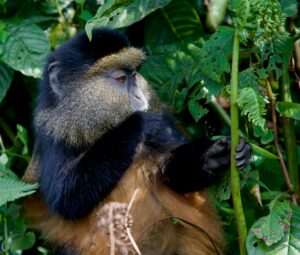 Golden monkey in East Africa