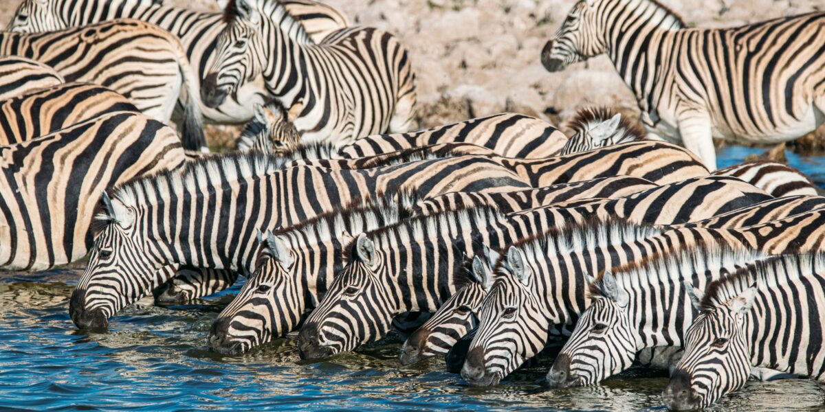 Masai Mara vs Uganda's Savannah Parks