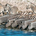 Masai Mara vs Uganda's Savannah Parks