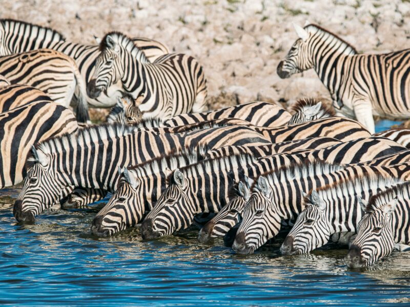 Masai Mara vs Uganda's Savannah Parks