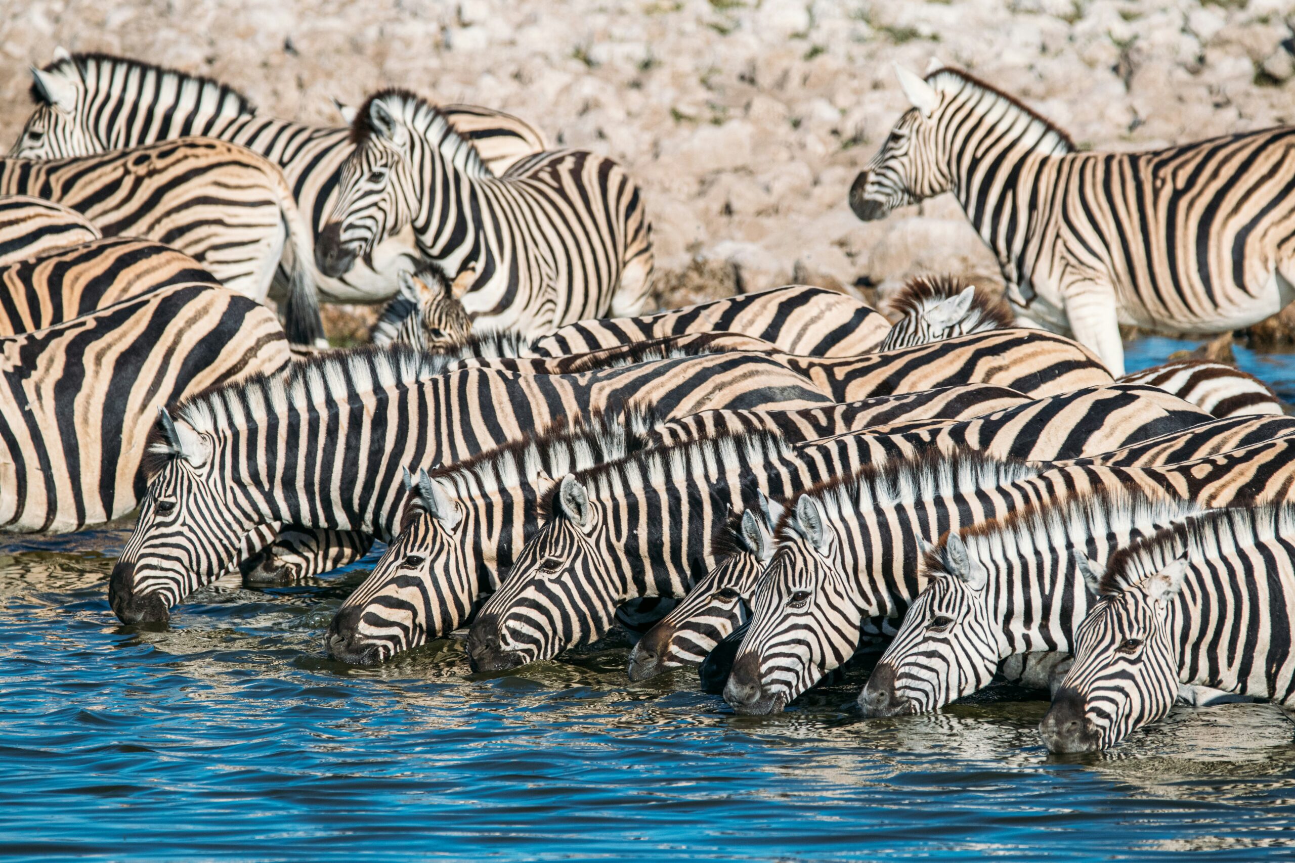 Multi-Country Safari: Is It Worth Crossing Borders in East Africa?