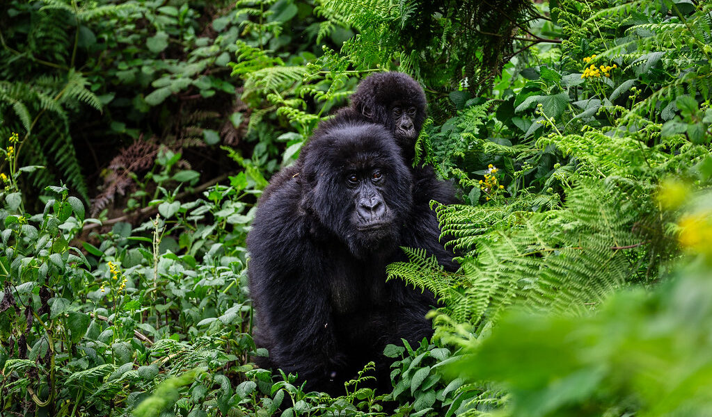 How Strong is a Silverback Gorilla?
