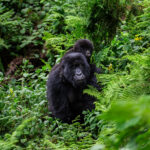 How Strong is a Silverback Gorilla?
