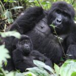 Uganda Safari Cost Breakdown: Where Your Money Goes